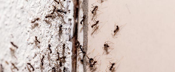 Repoussez les fourmis de l'intérieur de votre maison