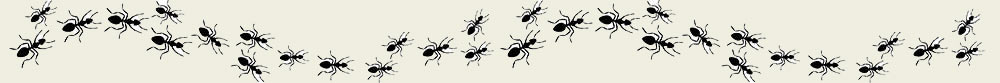 Des fourmis dans la masion