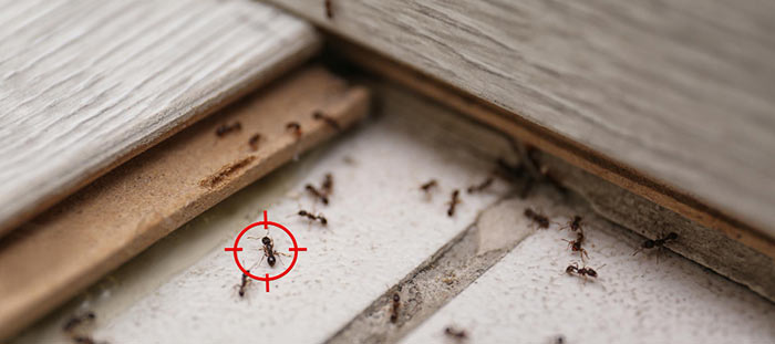Un répulsif naturel pour les fourmis par Ma Vie Eco