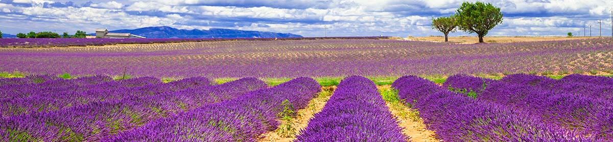 Monoculture de Lavande