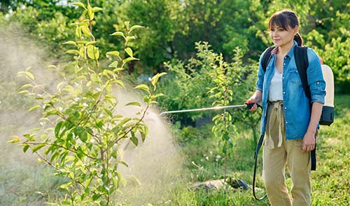 Le Savon Noir un insecticide naturel