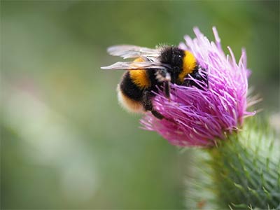 Les insectes pollinisateurs et les Bombes à graines