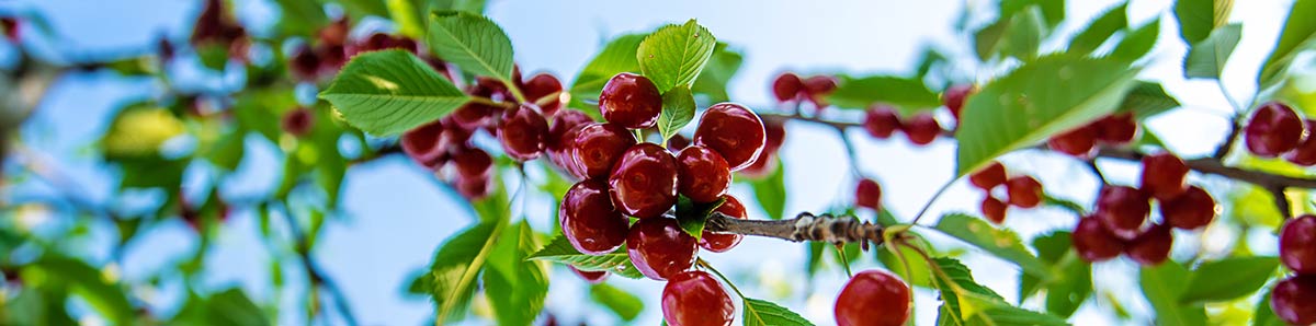 L'astuce pour un Clafoutis aux Cerises