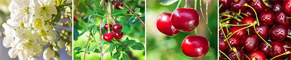 De belles Cerises pour un Clafoutis