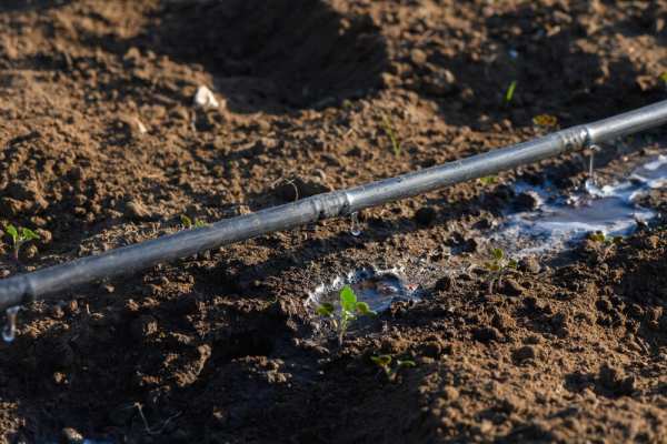 💧 Techniques d'arrosage économes