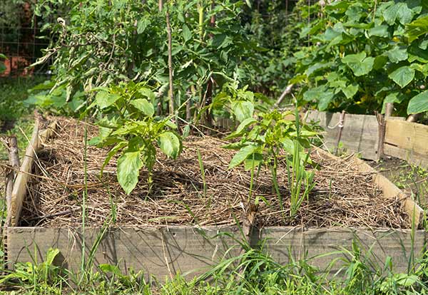 🌱 Améliorer le sol avec des paillis
