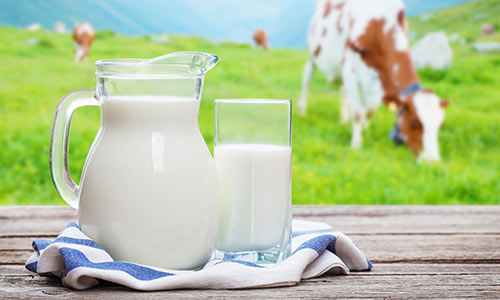 Lait de Vache, une enquête de Ma Vie Eco