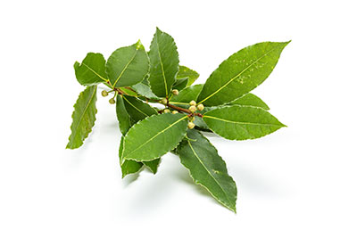 Feuilles d eLaurier