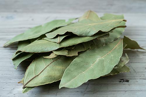 Feuilles d eLaurier séchées