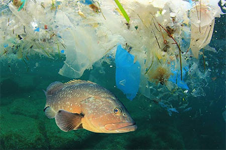Nos océans sont pollués