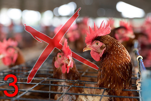 Poules en Cages