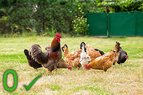 Poules élevées en plein air