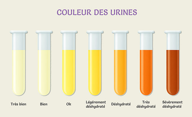 La Couleur de vos urines en dit long sur votre hydratation