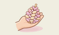 Pommes de pin graisse & graines